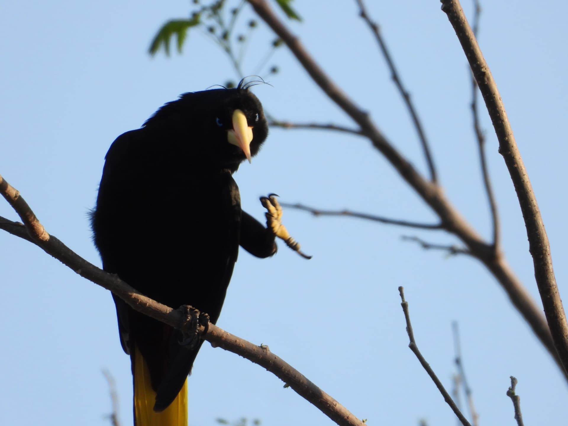 Crested black bird with a pale beak perched on a branch against a blue sky