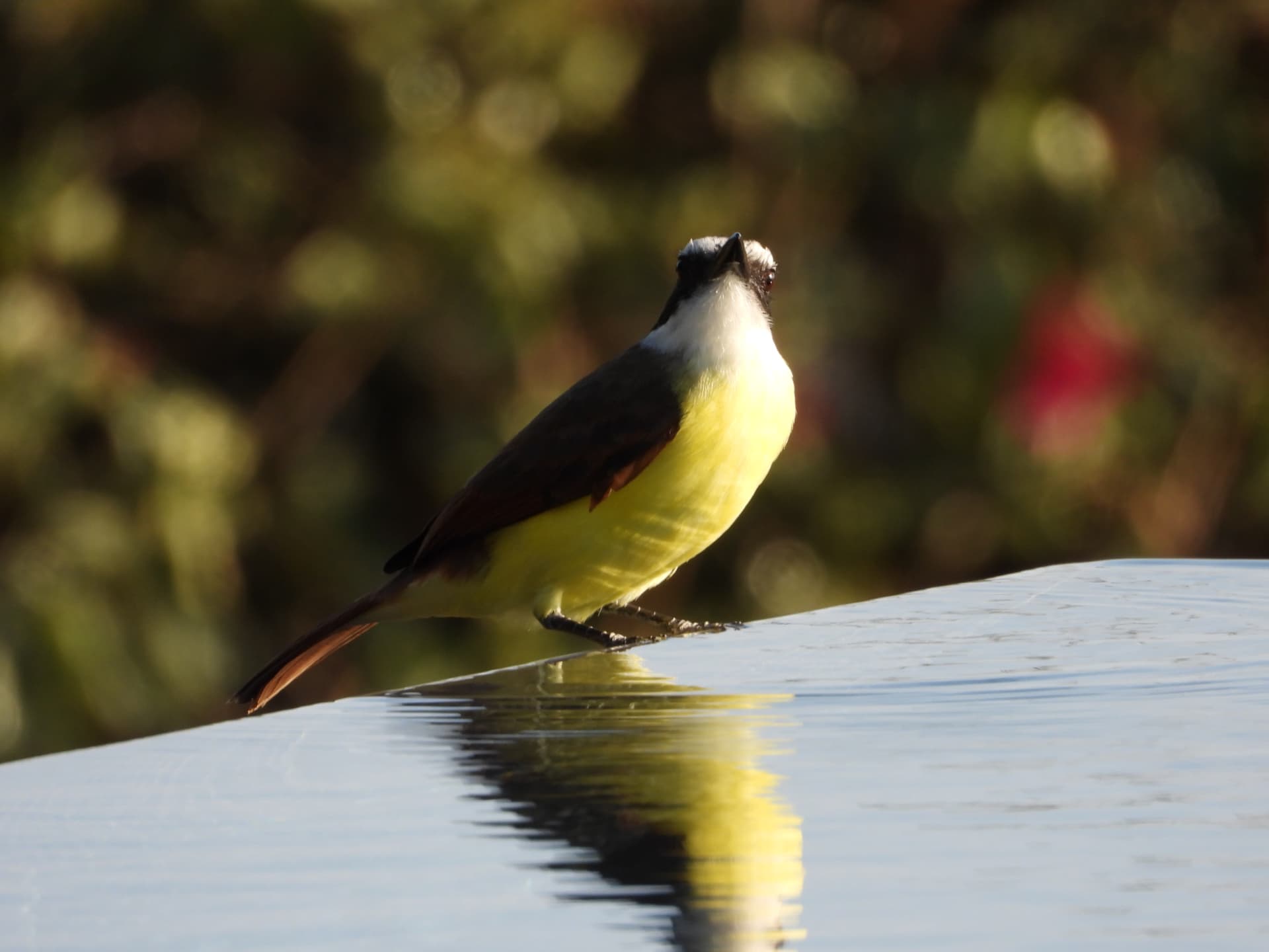 Great kiskadee perched on the still edge of the infinity pool, mirrored in the water