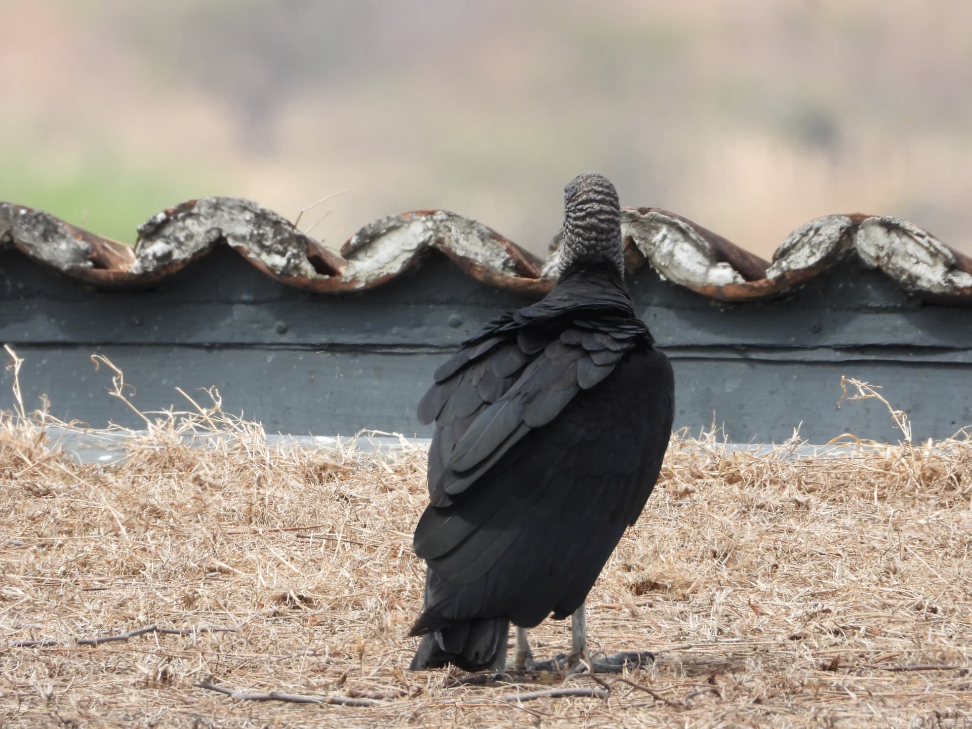 Black vulture perched on the terracotta roofline of Denter Tumas against a soft sky