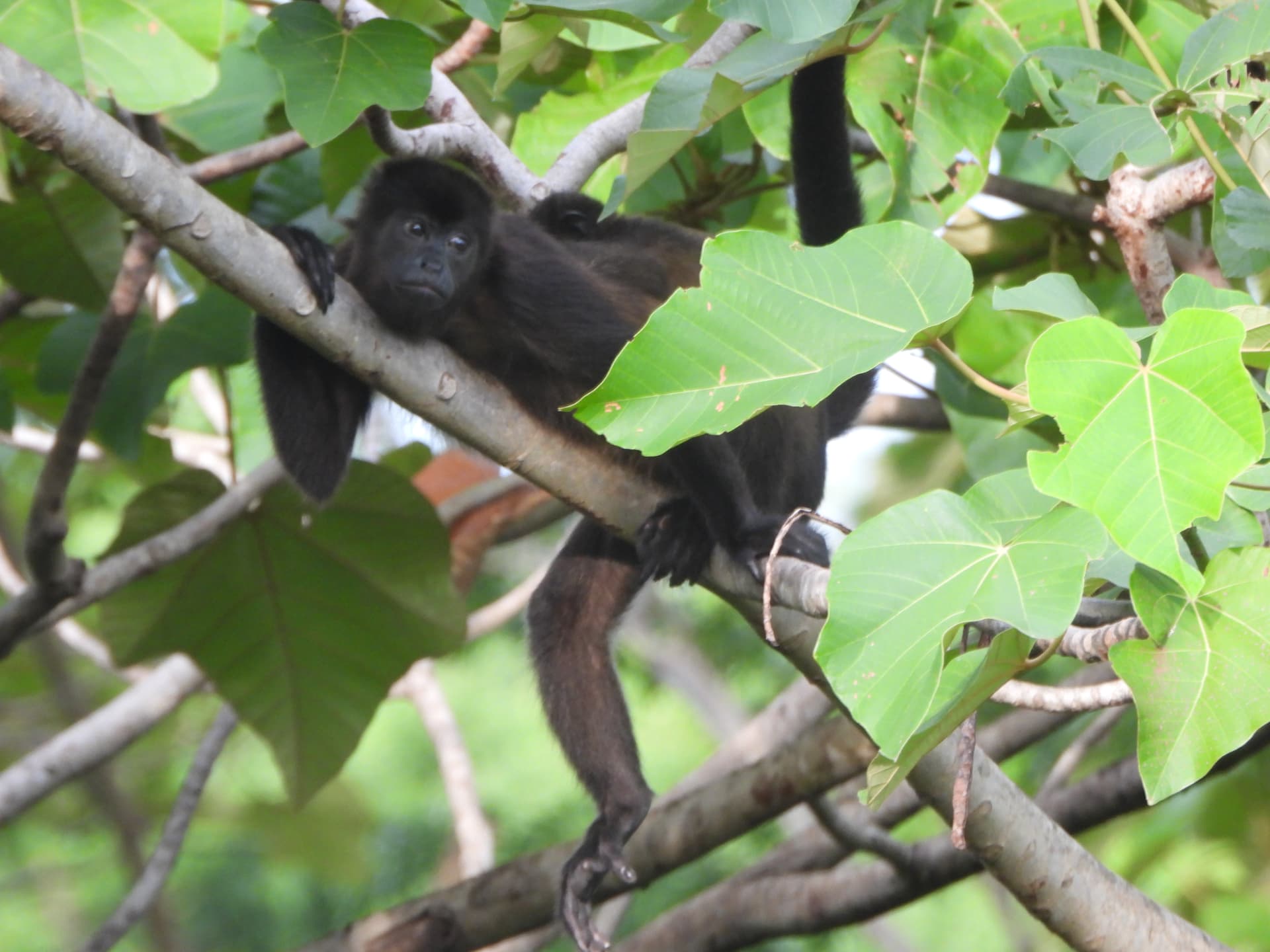 Howler monkey resting in the canopy