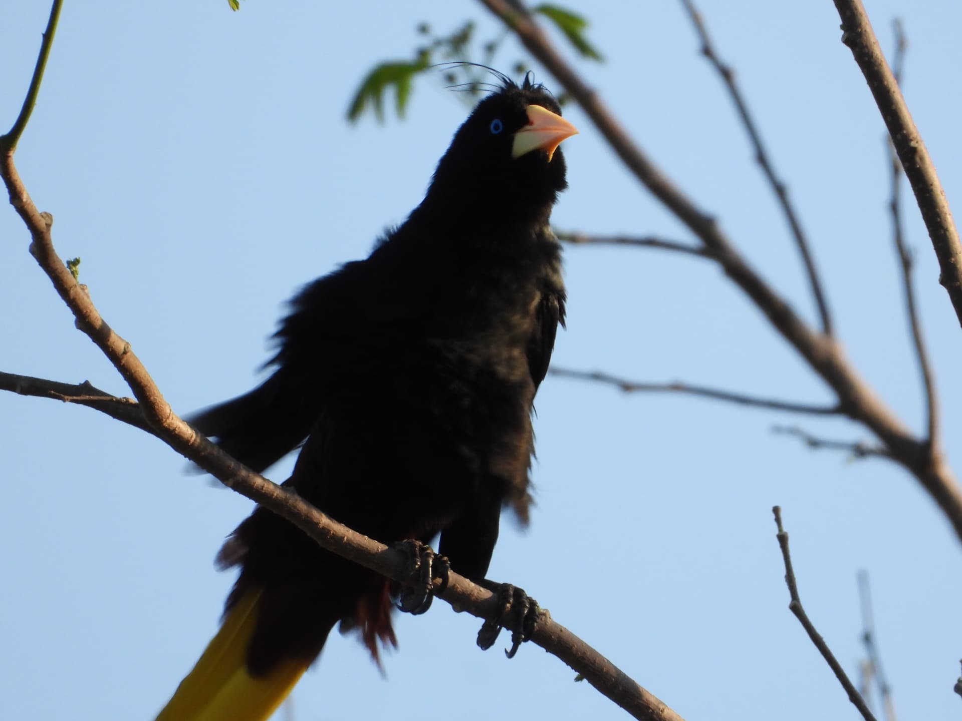 Crested oropendola with a pale beak perched on a bare branch against a blue sky