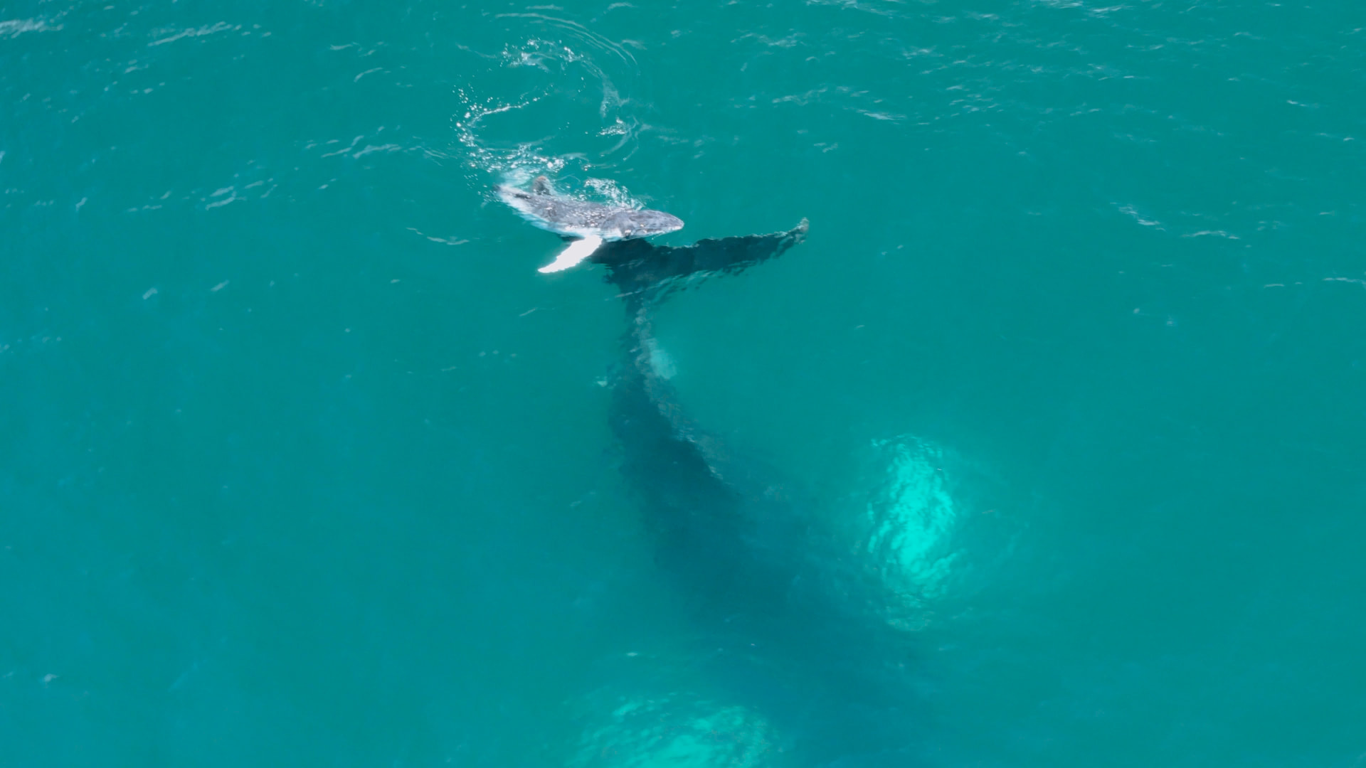 Humpback whale mother and calf in the turquoise Pacific waters off the Azuero Peninsula