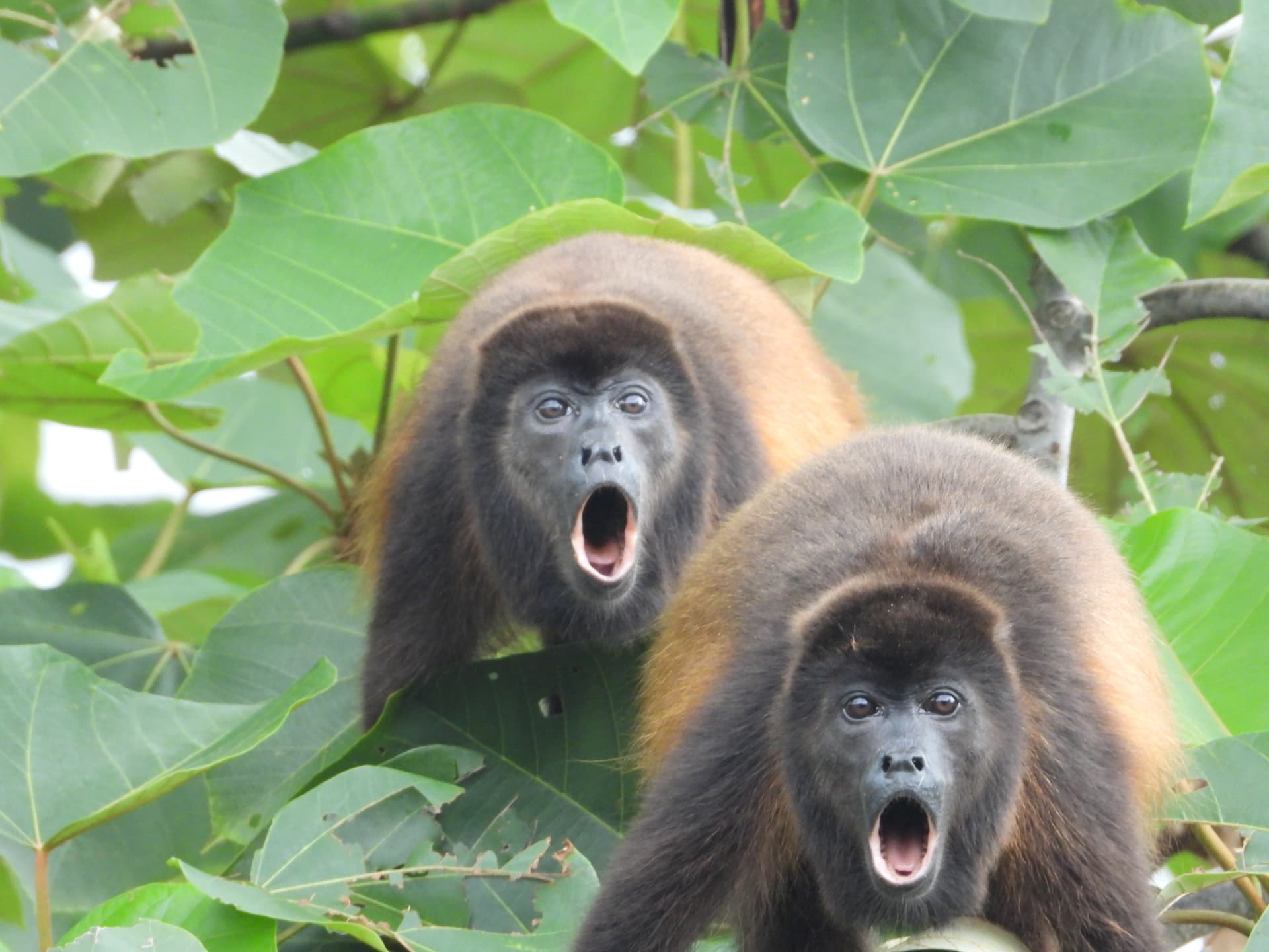 Young howler monkey peering through large green leaves in the canopy