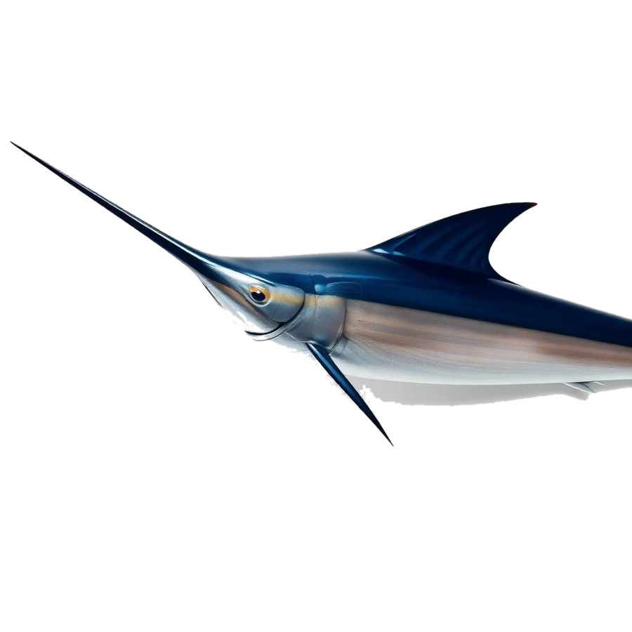 Side profile of a blue marlin with its long spear-like bill