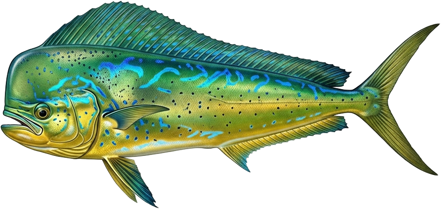 Side profile of a mahi-mahi with vibrant blue and gold colouring