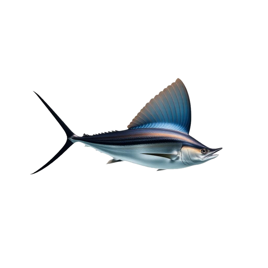 Side profile of a sailfish with its large sail-like dorsal fin
